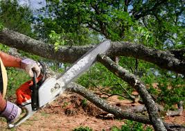 Reliable Belleville, IL Tree Removal and Landscaping Services Solutions